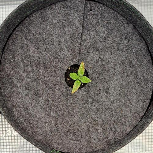 Purple Bananas spotted on Saturn. Week 1 - Day 7