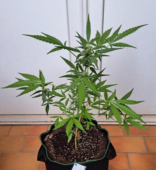 Super Boof on Earth. Week 10 - Day 64