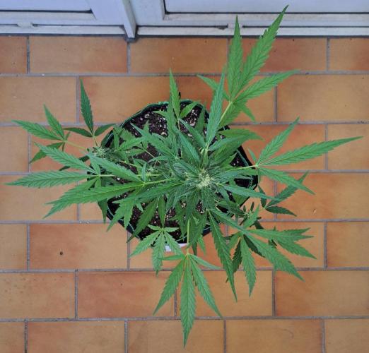 Super Boof on Earth. Week 10 - Day 66