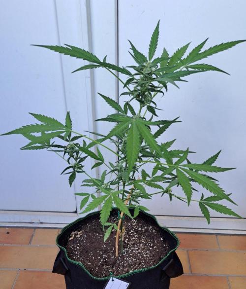 Super Boof on Earth. Week 10 - Day 66