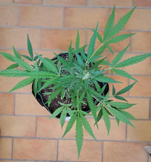 Super Boof on Earth. Week 10 - Day 68
