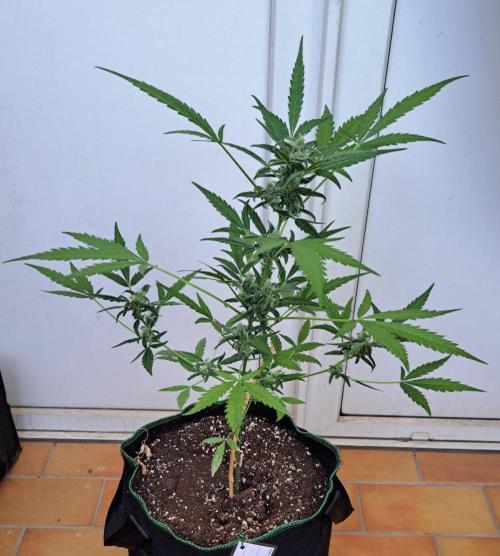 Super Boof on Earth. Week 10 - Day 68