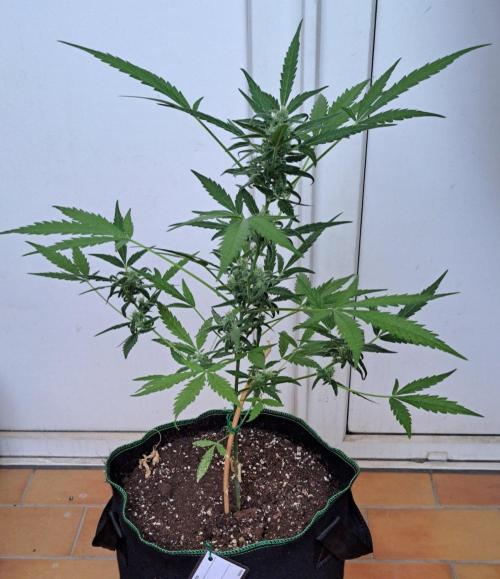 Super Boof on Earth. Week 10 - Day 70