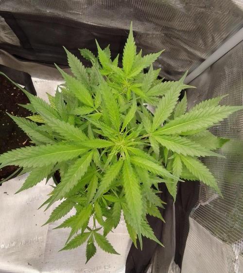 Purple skunks on Mars. Week 6 - Day 36