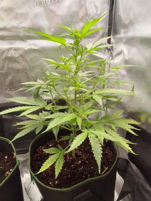 Purple skunks on Mars. Week 6 - Day 36