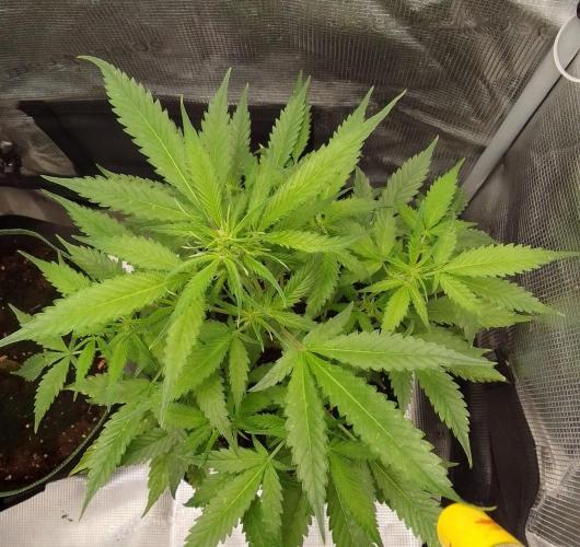 Purple skunks on Mars. Week 6 - Day 37