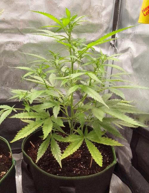 Purple skunks on Mars. Week 6 - Day 37
