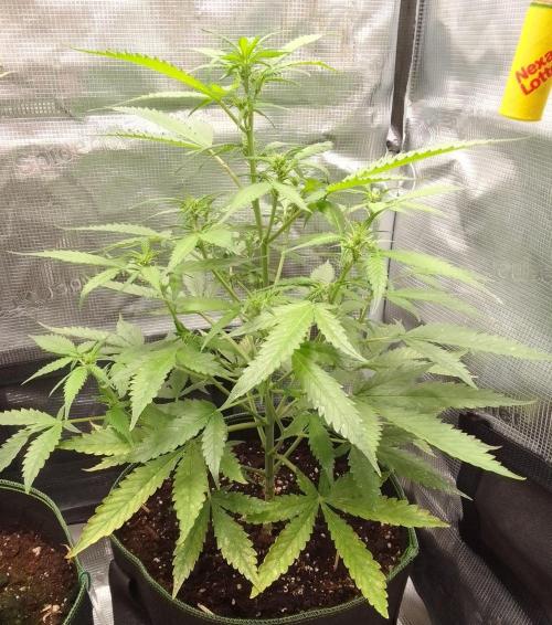 Purple skunks on Mars. Week 6 - Day 38