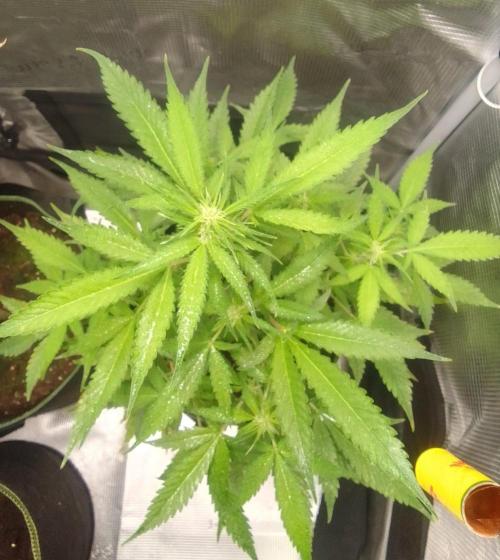 Purple skunks on Mars. Week 6 - Day 39