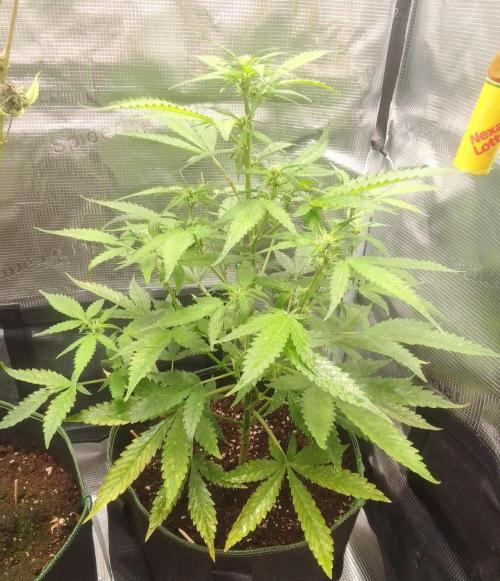 Purple skunks on Mars. Week 6 - Day 39