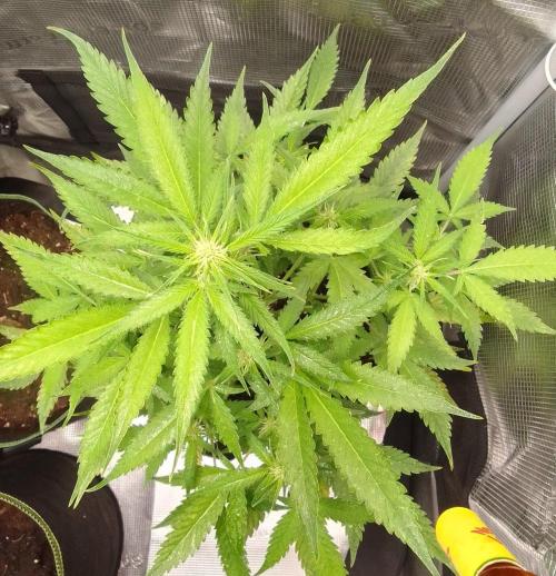 Purple skunks on Mars. Week 6 - Day 40