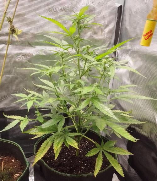 Purple skunks on Mars. Week 6 - Day 40