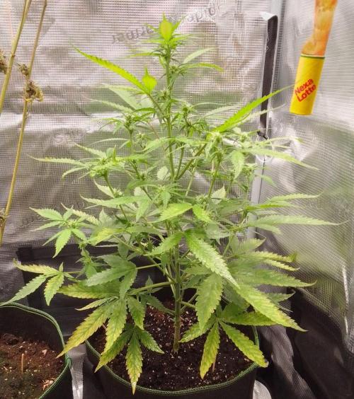 Purple skunks on Mars. Week 6 - Day 41