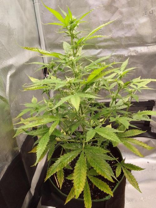 Purple skunks on Mars. Week 6 - Day 42