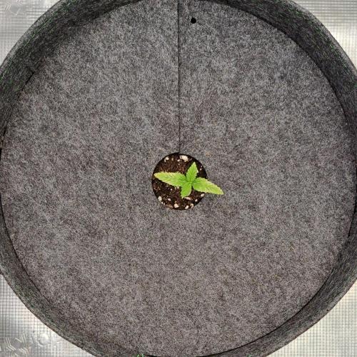 Tropical cherry for Saturn. Week 1 - Day 6