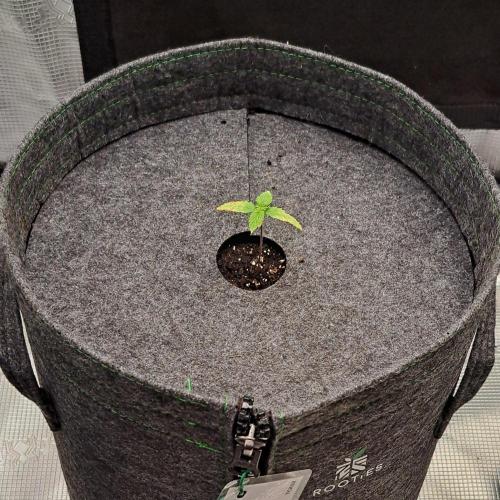 Tropical cherry for Saturn. Week 1 - Day 7