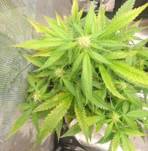 Purple skunks on Mars. Week 7 - Day 43