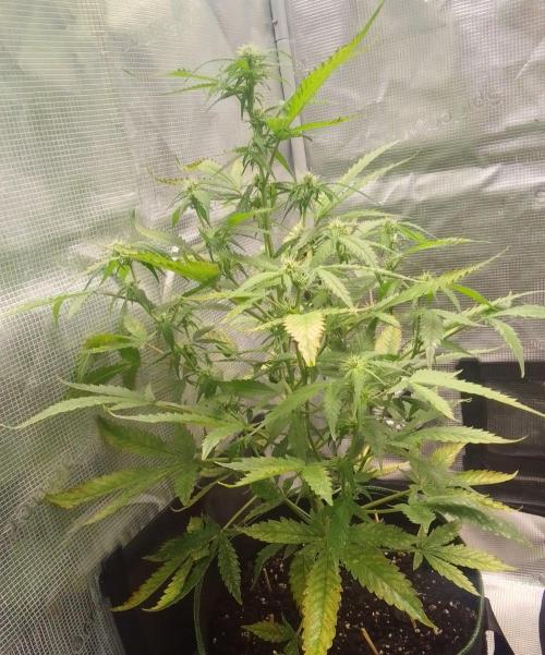Purple skunks on Mars. Week 7 - Day 43
