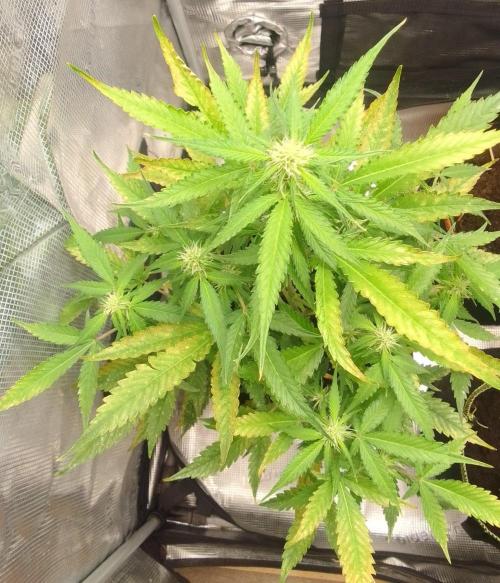 Purple skunks on Mars. Week 7 - Day 44