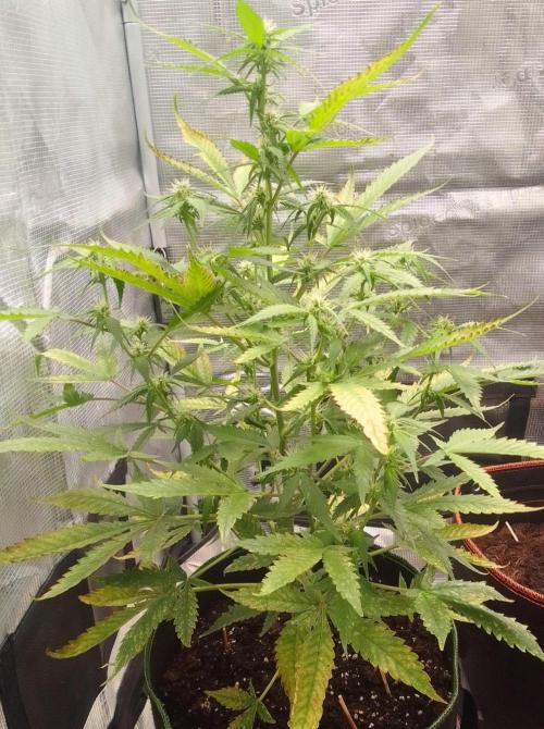 Purple skunks on Mars. Week 7 - Day 44