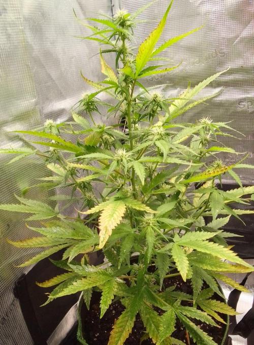 Purple skunks on Mars. Week 7 - Day 45