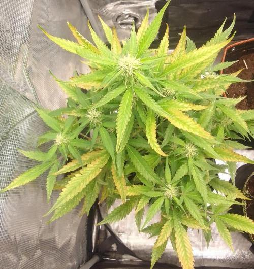 Purple skunks on Mars. Week 7 - Day 46