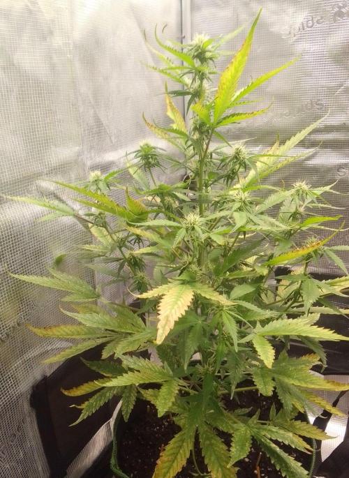Purple skunks on Mars. Week 7 - Day 46