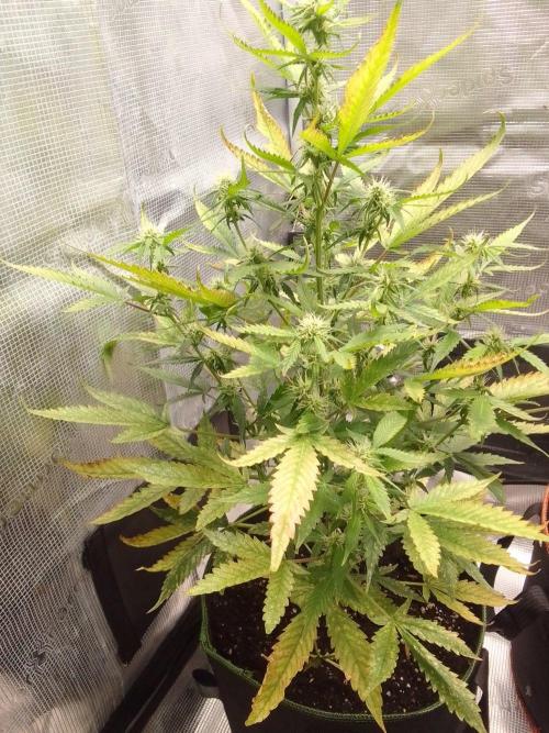 Purple skunks on Mars. Week 7 - Day 47
