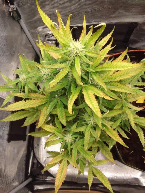 Purple skunks on Mars. Week 7 - Day 48