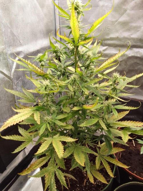Purple skunks on Mars. Week 7 - Day 48