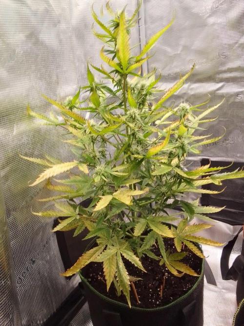Purple skunks on Mars. Week 7 - Day 49