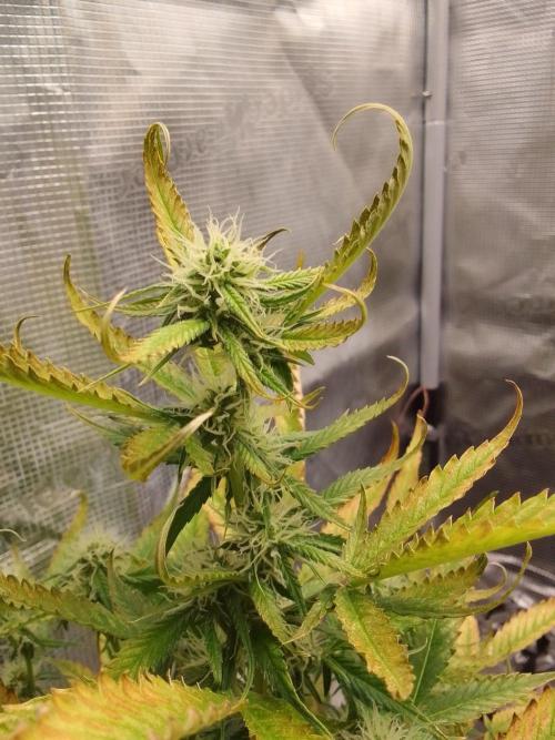 Purple skunks on Mars. Week 7 - Day 49