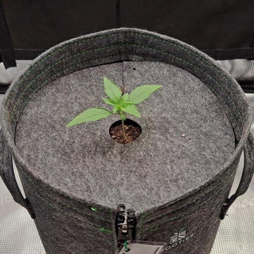 Fruity glue for Venus. Week 2 - Day 8