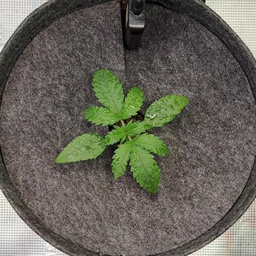 Fruity glue for Venus. Week 2 - Day 10