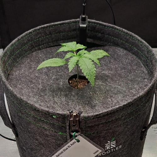 Fruity glue for Venus. Week 2 - Day 10
