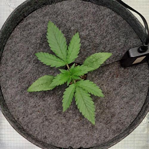 Fruity glue for Venus. Week 2 - Day 11