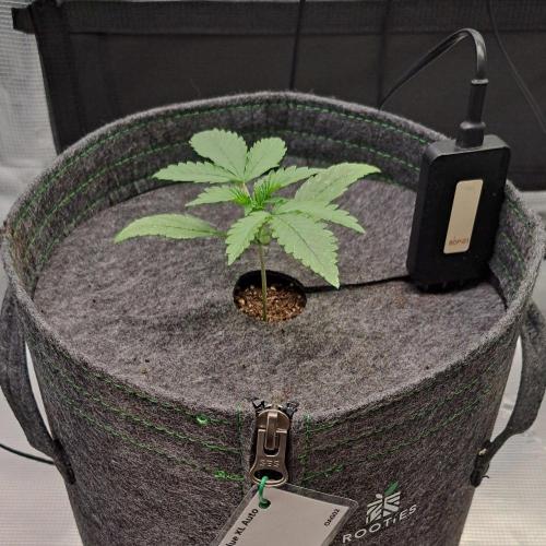 Fruity glue for Venus. Week 2 - Day 11