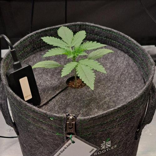 Fruity glue for Venus. Week 2 - Day 12