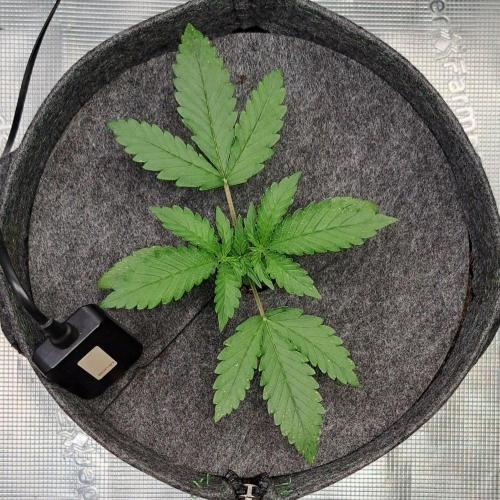 Fruity glue for Venus. Week 2 - Day 13