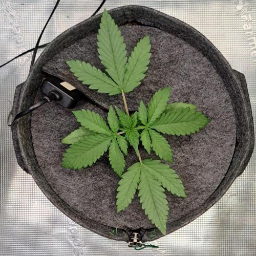 Fruity glue for Venus. Week 2 - Day 14
