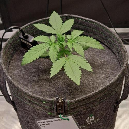 Fruity glue for Venus. Week 2 - Day 14
