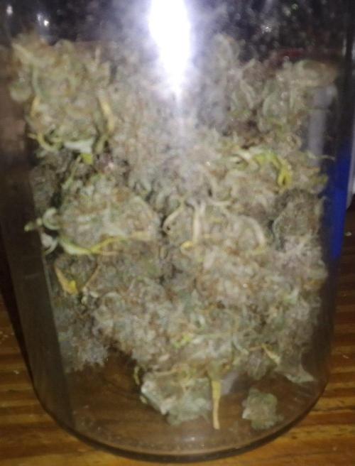 Purple Bananas spotted on Mars. Week 12 - Day 85