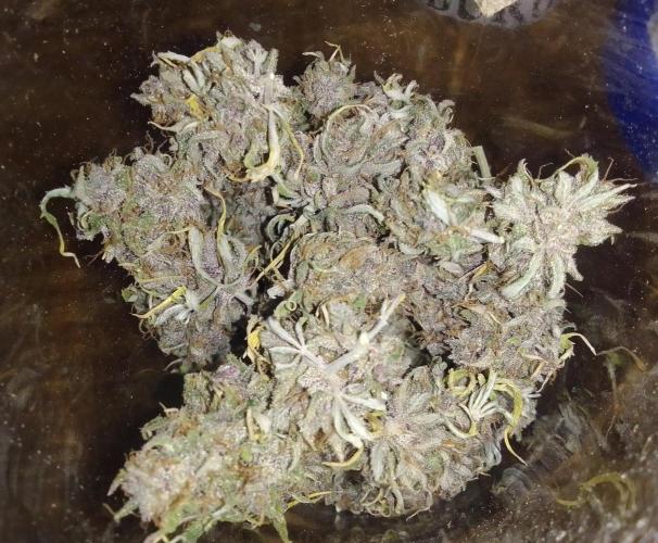 Purple Bananas spotted on Mars. Week 12 - Day 85