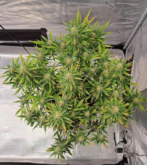 Berry Blues on the Roots for Venus. Week 9 - Day 57