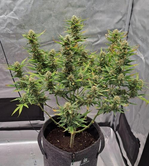 Berry Blues on the Roots for Venus. Week 9 - Day 57