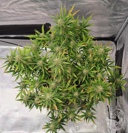 Berry Blues on the Roots for Venus. Week 9 - Day 58