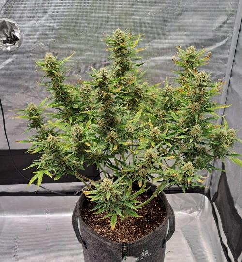 Berry Blues on the Roots for Venus. Week 9 - Day 58