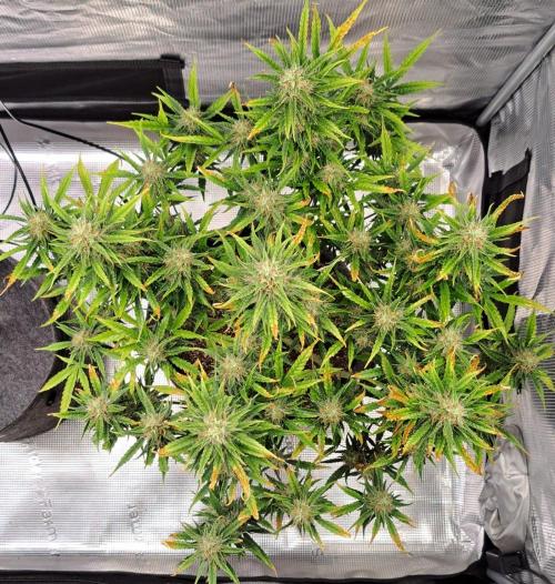 Berry Blues on the Roots for Venus. Week 9 - Day 59