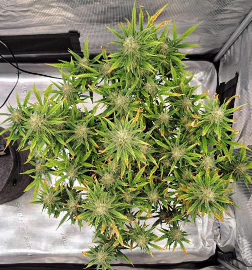 Berry Blues on the Roots for Venus. Week 9 - Day 60