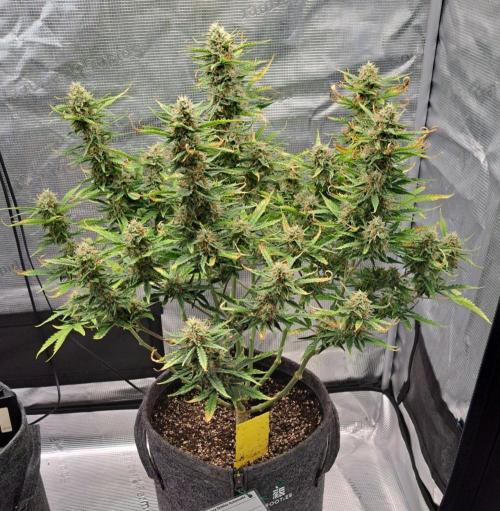 Berry Blues on the Roots for Venus. Week 9 - Day 60